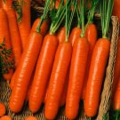 100 Mini Carrot Seeds - Heirloom Little Finger Carrot Seed 100 Mini Carrot Seeds - Heirloom Little Finger Carrot Seed