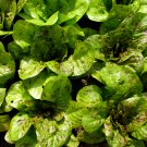 100 Romaine Lettuce Seeds - Heirloom Freckles Lettuce Non-Gmo Seed