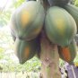 Dehydrated Papaya