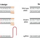 sgRNA Design Service