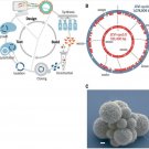 Small Genome Synthesis