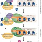 Strain Inducible Gene Expression Control