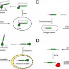 Enzyme Gene and Plasmid Synthesis