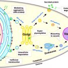 Yeast Strain Modification