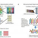 Chip Based DNA Synthesis