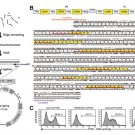 Antibody gene synthesis service