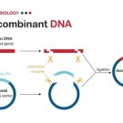 DNA vector construction service