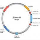 Plasmid DNA Preparation Service
