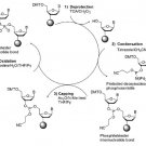 Oligo Synthesis Service