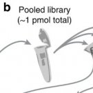 Oligo Pool Synthesis Service