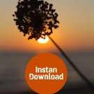 Nature's Silhouette: A Floral Sunset at the Beach