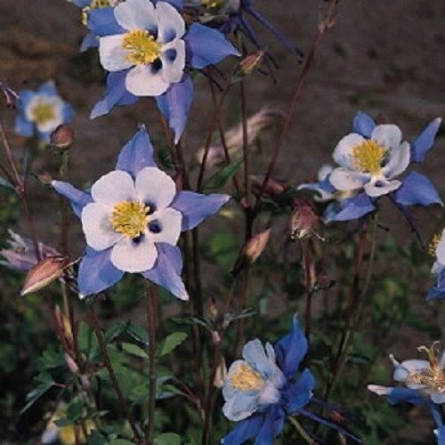 25 Aquilegia Columbine Heavenly Blue And White Flower Fresh Seeds