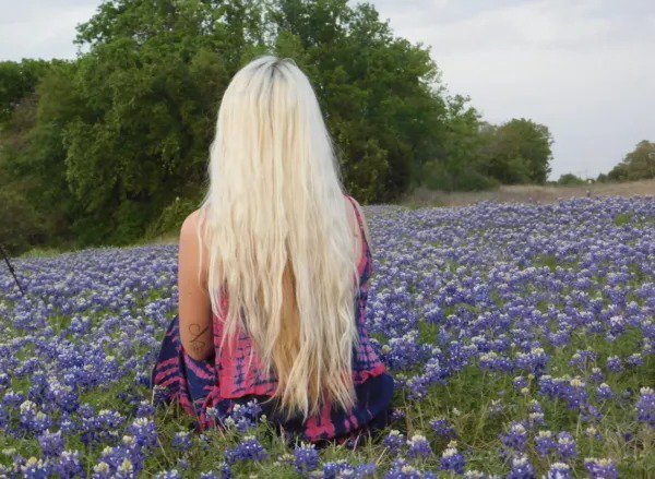 100 Texas Bluebonnet Flower Lupine Lupinus Texensis Perennial ...