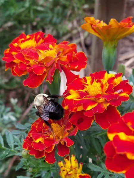 Marigold French Brocade 100 Fresh Seeds