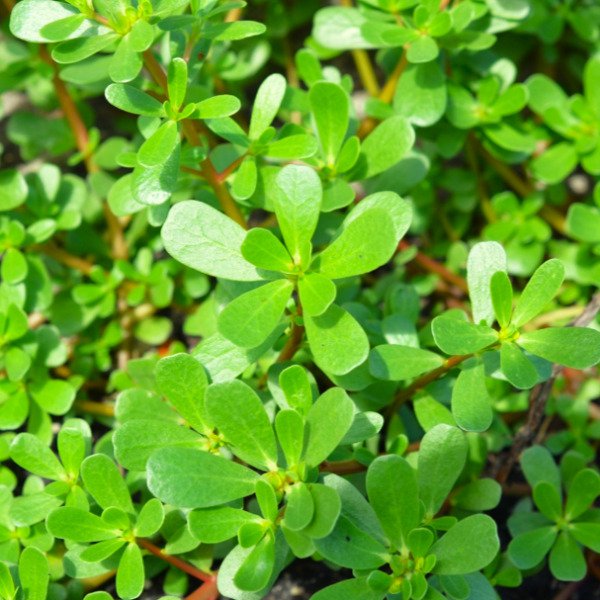 Green Purslane Portulaca Oleracea Lettuce Weed 2024 Fresh Seeds