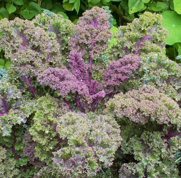 Red Russian Kale Purple Siberian Rouge Vegetable Collard Greens 2024