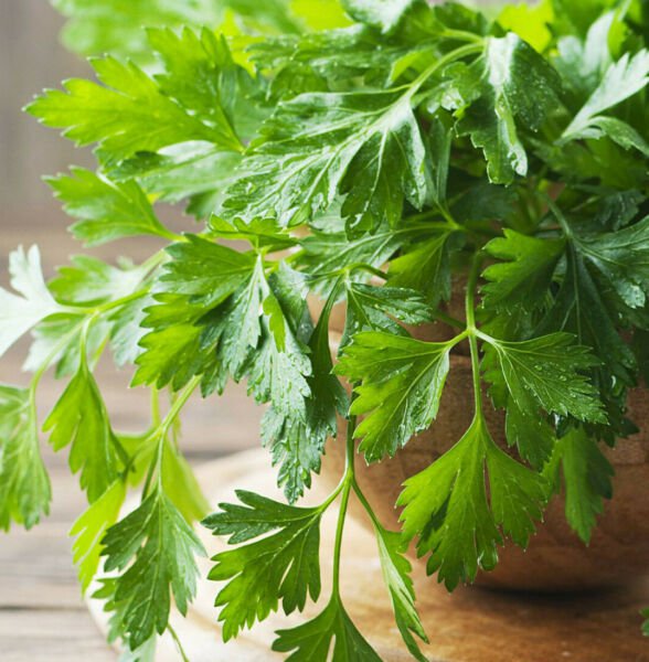 Giant Italian Flat Leaf Parsley Planting Huge Herb 2024 Fresh Seeds