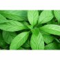 100-500 Capsule Blumea Balsamifera Sambong Leaves 600mg Cholesterol Health Kidney Blood NO CHEMICALS