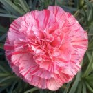 100 Bob's Highlight Carnation Seeds Dianthus Seed Flower