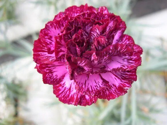 100 Blackberry Ice Carnation Seeds Dianthus Seed Flower
