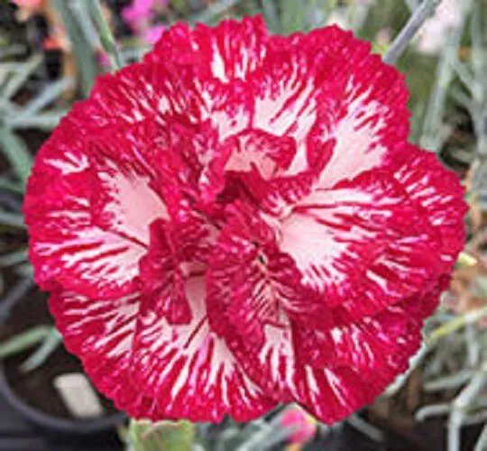 100 Audrey Robinson Carnation Seeds Dianthus Seed Flower