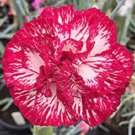 100 Audrey Robinson Carnation Seeds Dianthus Seed Flower