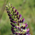 25 Willamette Valley Lupine Seeds Flower