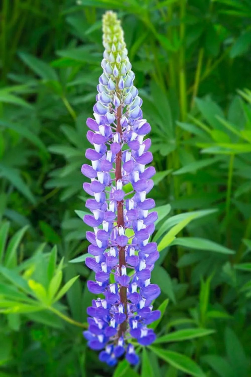 25 Violet Lupine Seeds Flower