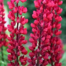 25 The Page Lupine Seeds Flower