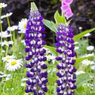 25 The Governor Lupine Seeds Flower