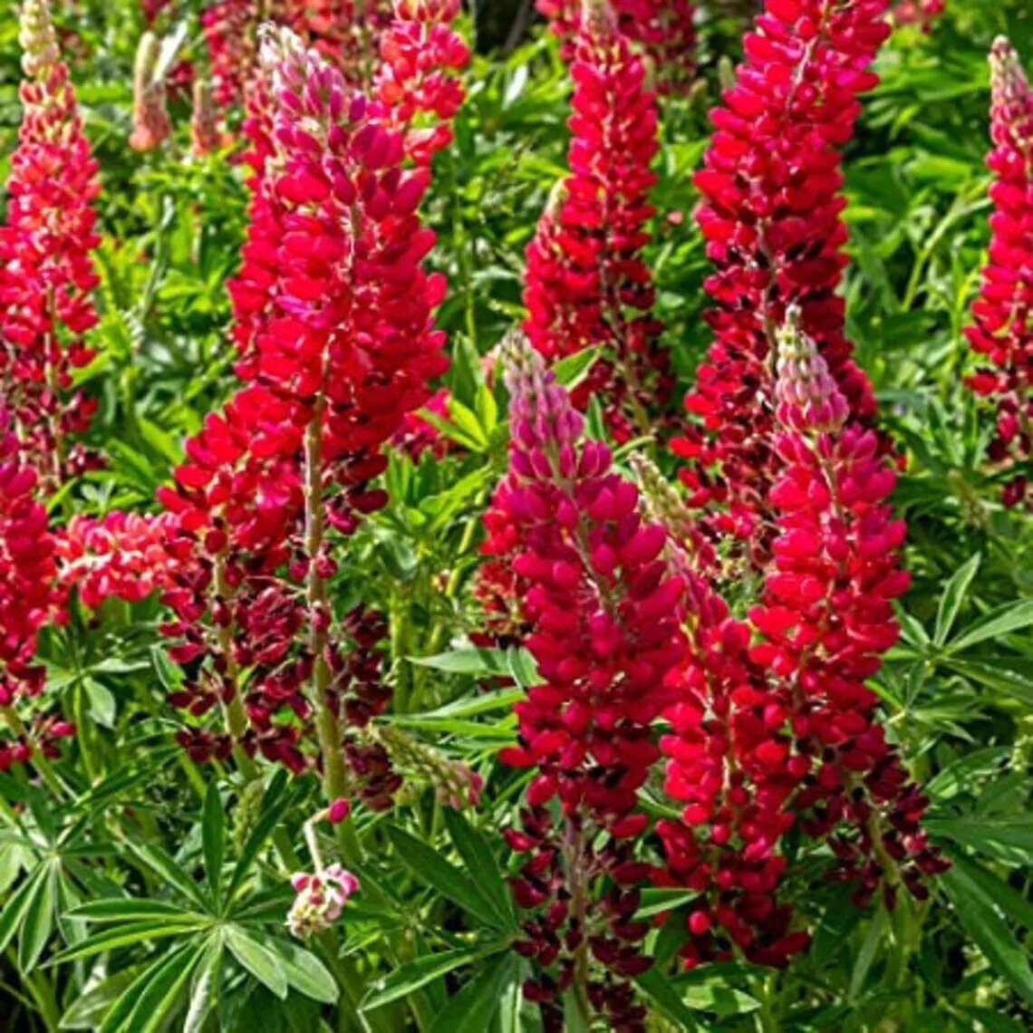 25 Scarlet Lupine Seeds Flower