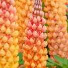 25 Salmon Star Lupine Seeds Flower