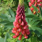 25 Red Pink Lupine Seeds Flower