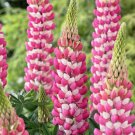 25 Rachel De Thame Lupine Seeds Flower
