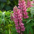 25 Popsicle Pink Lupine Seeds Flower