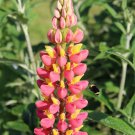 25 Pink Yellow Lupine Seeds Flower
