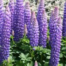 25 Persian Slipper Lupine Seeds Flower