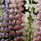 25 Pastels Mix Lupine Seeds Flower