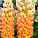 25 Orange Yellow Lupine Seeds Flower
