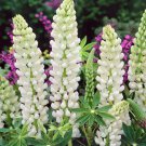 25 Noble Maiden Lupine Seeds Flower