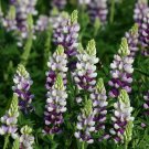 25 Lilac White Lupine Seeds Flower
