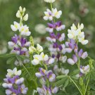 25 Lilac Javelin Lupine Seeds Flower