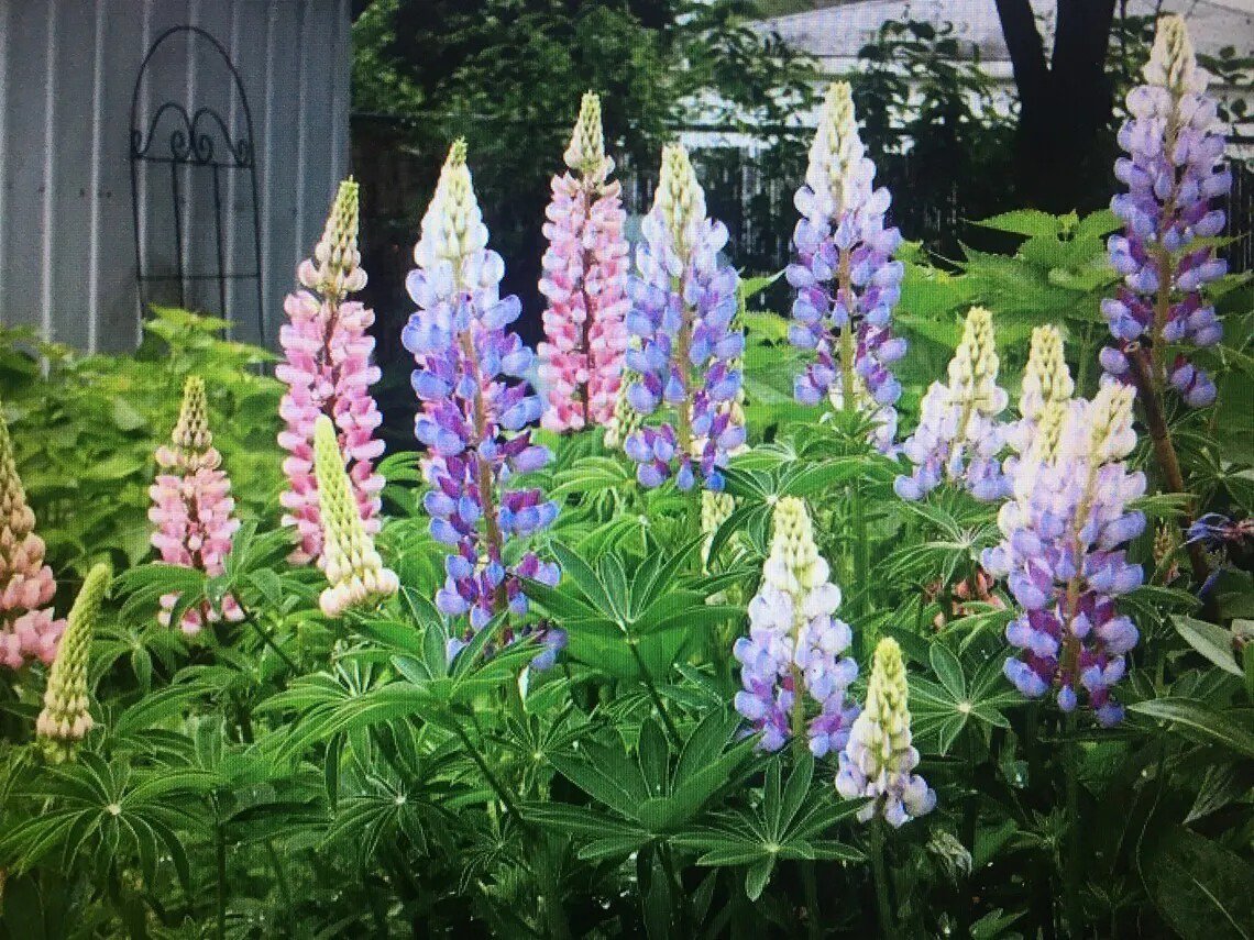 25 Light Mix Lupine Seeds Flower