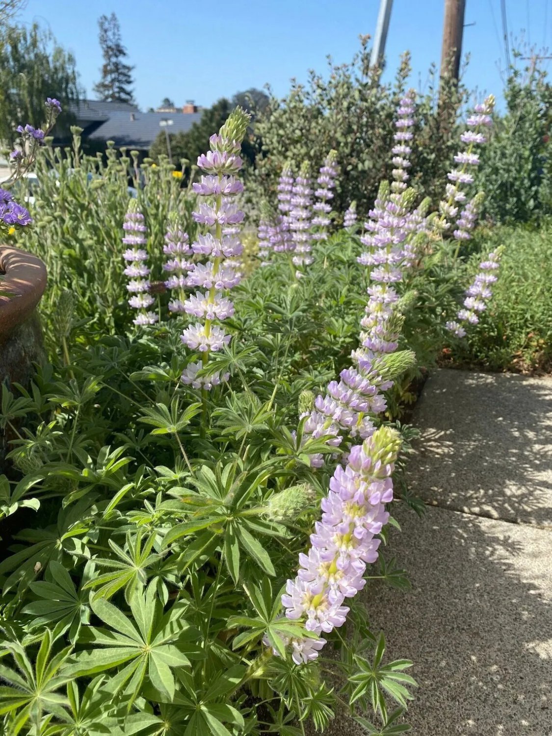 25 Lavendar Lupine Seeds Flower