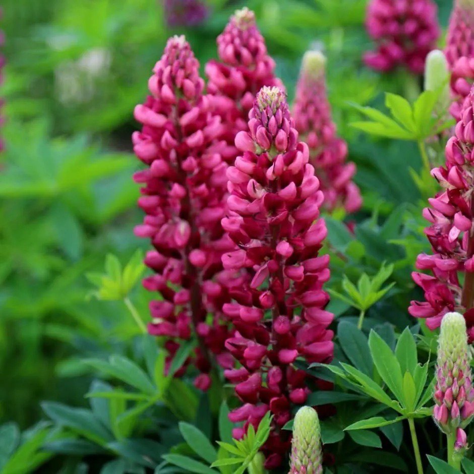 25 Gallery Red Lupine Seeds Flower