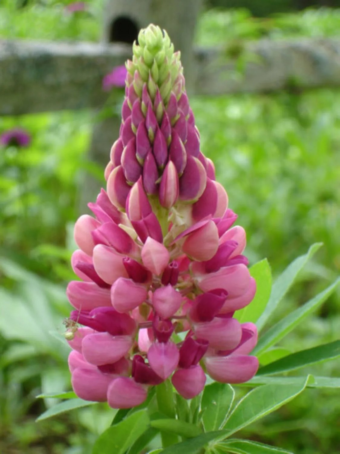 25 Candy Pink Lupine Seeds Flower