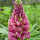 25 Candy Pink Lupine Seeds Flower