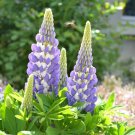 25 Blue Lupine Seeds Flower