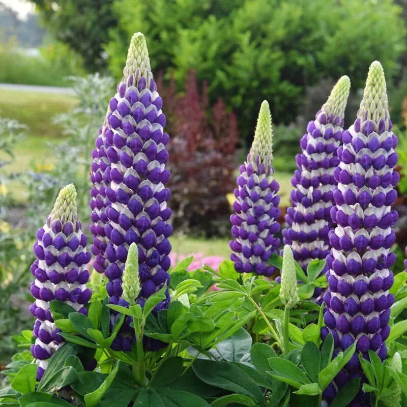 25 Blacksmith Lupine Seeds Flower