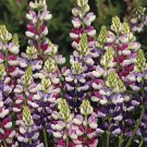25 Avalune Bicolor Mix Lupine Seeds Flower